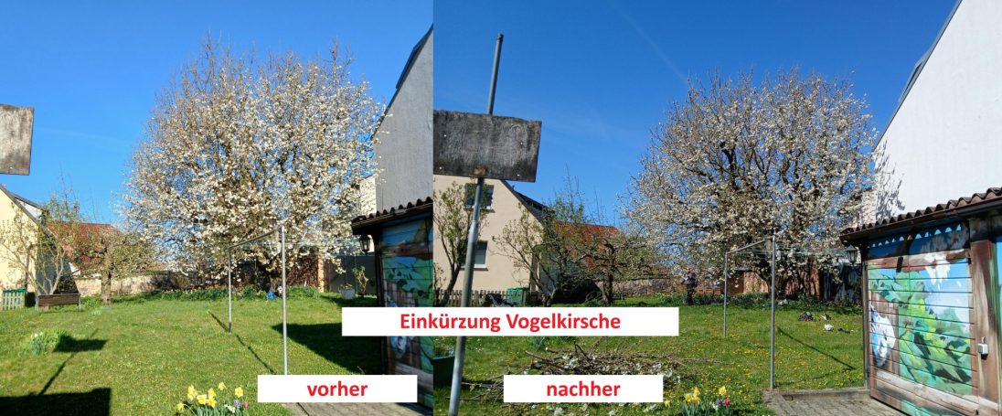 2. Einkürzung Vogelkirsche nach 2024