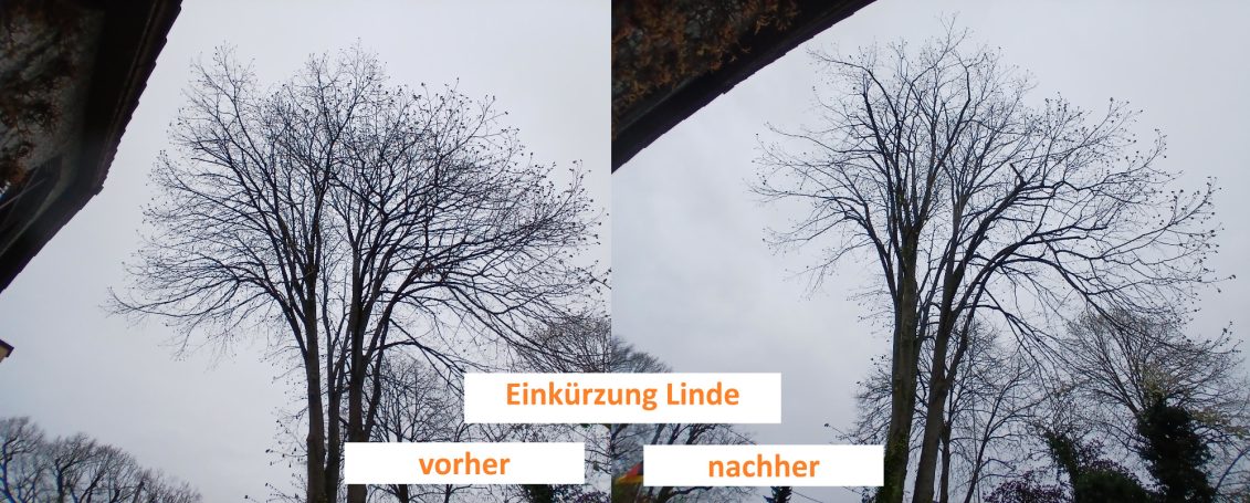 Einkürzung Linde